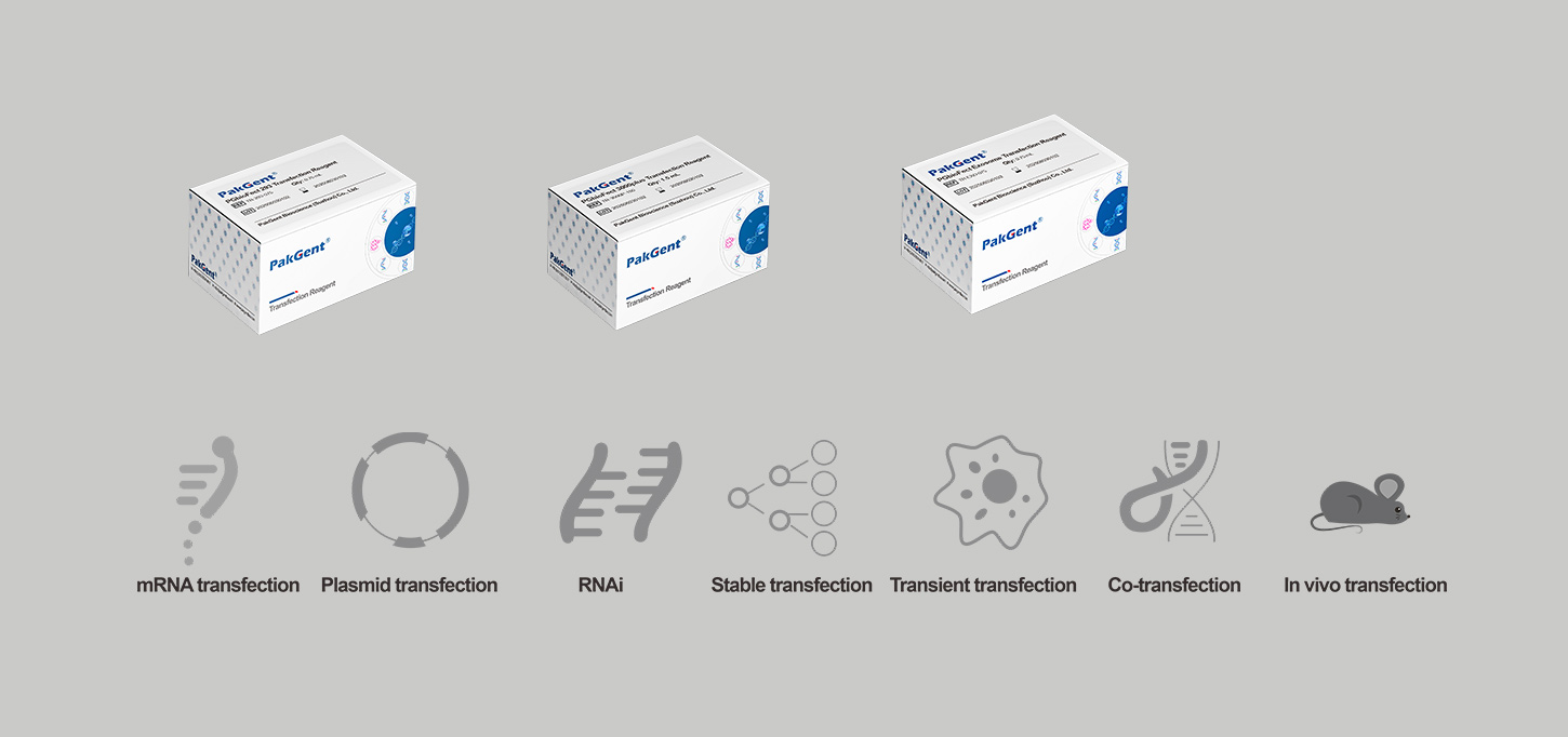 Transfection reagent